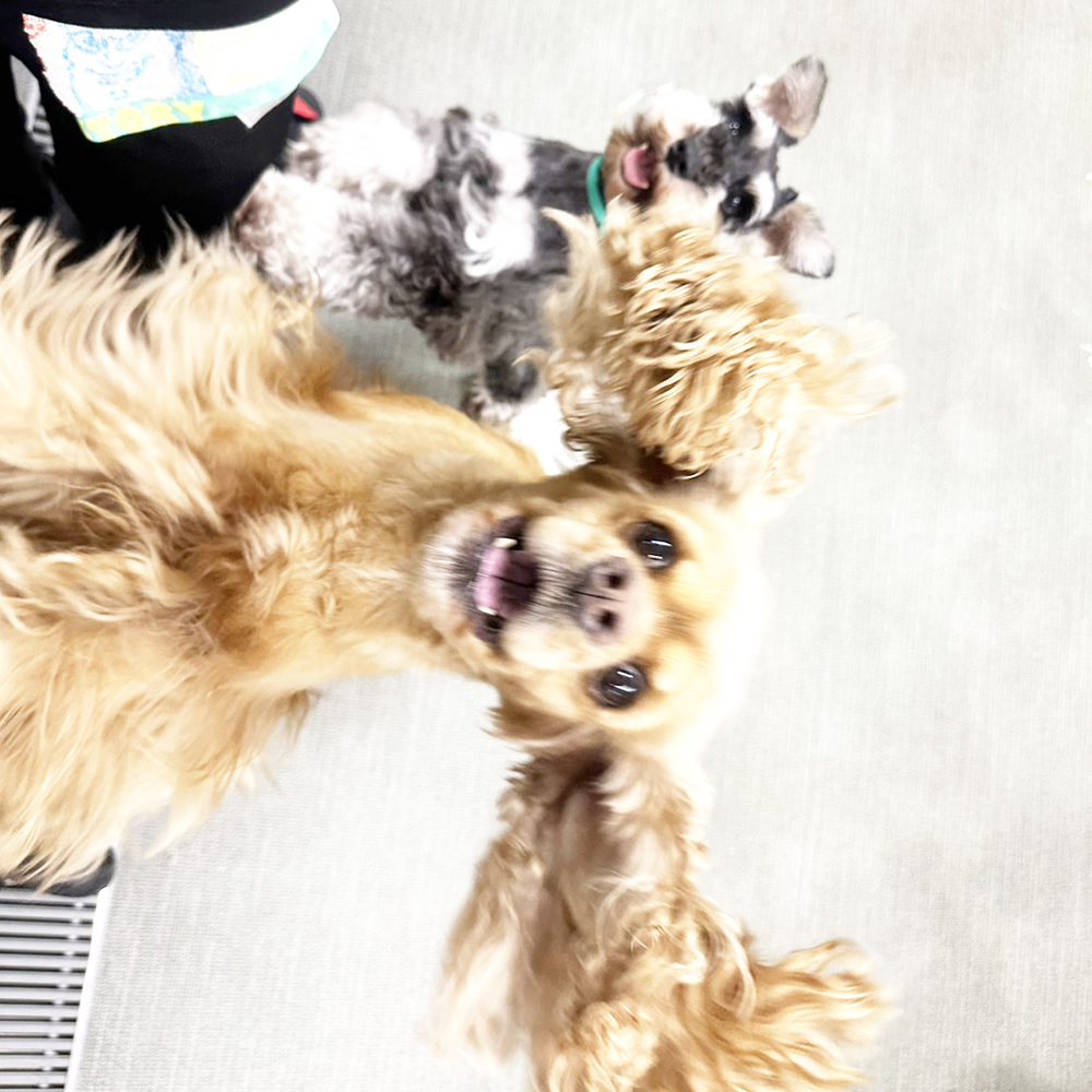 生徒が撮影したモデル犬の写真を送ってくれました☆